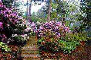 rhododendron planting and care in the open field in siberia