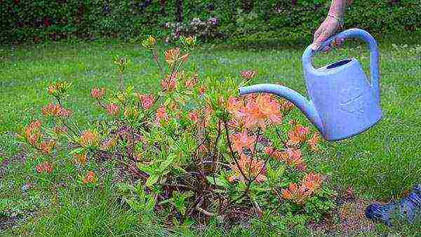 rhododendron planting and care in the open field in siberia