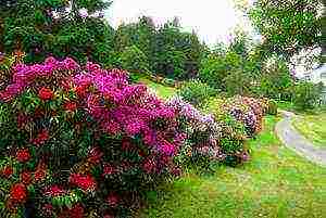 rhododendron planting and care in the open field in siberia