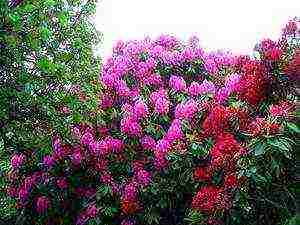 rhododendron planting and care in the open field in siberia