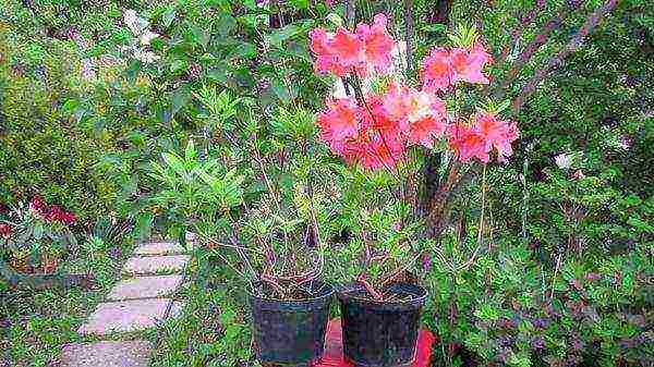 rhododendron planting and care in the open field in siberia