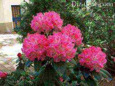 rhododendron in central Russia how to grow