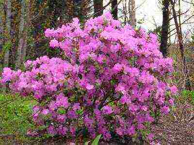 rhododendron sa gitnang Russia kung paano lumaki