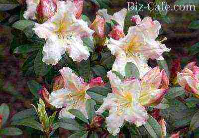 rhododendron in central Russia how to grow