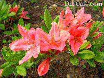 rhododendron in central Russia how to grow