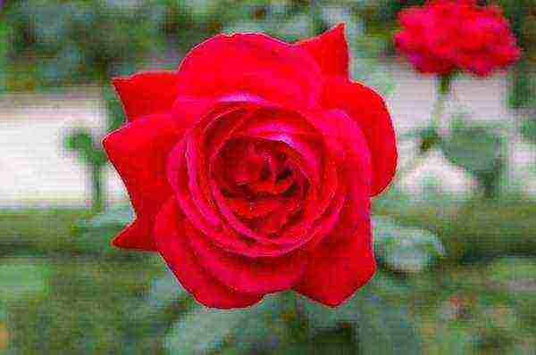 red rose best varieties