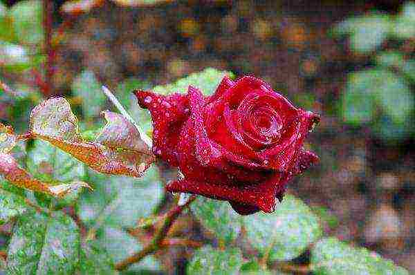 red rose best varieties