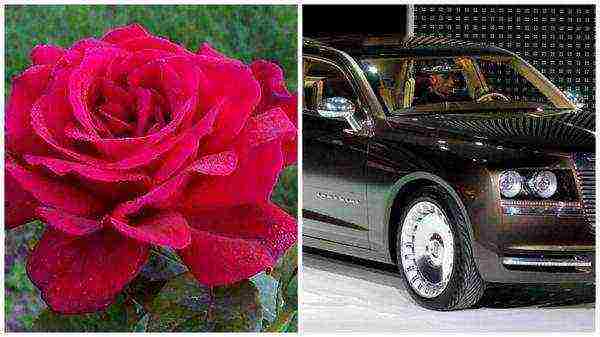 red rose best varieties