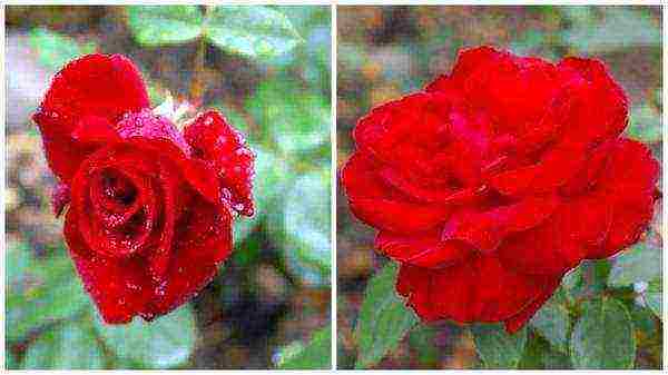 red rose best varieties