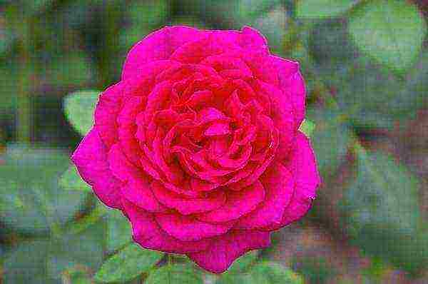 red rose best varieties