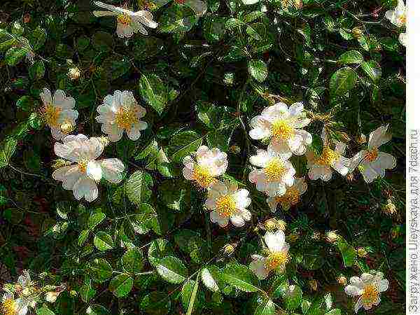 ground cover rosas pinakamahusay na mga pagkakaiba-iba