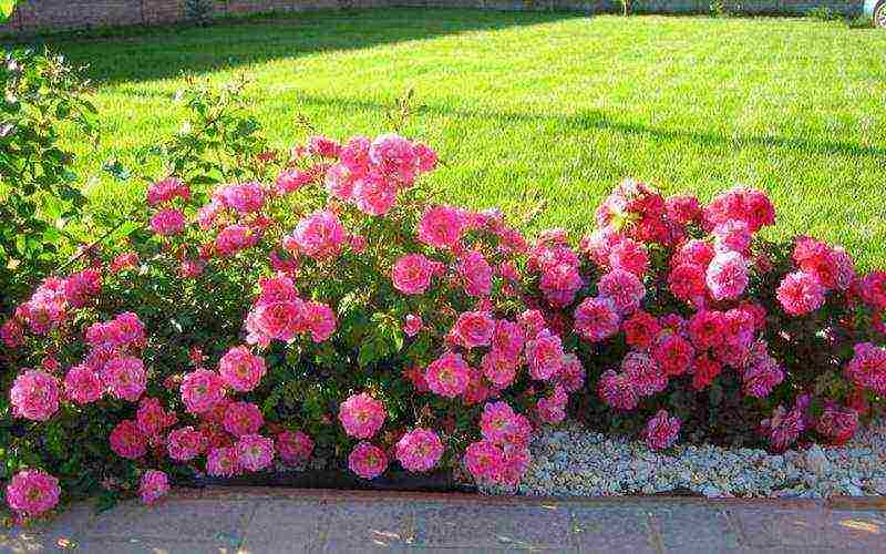 ground cover rosas pinakamahusay na mga pagkakaiba-iba