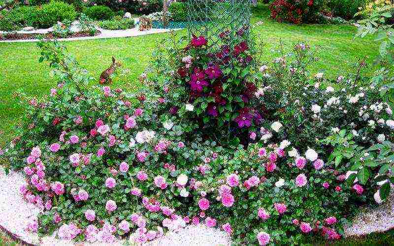 ground cover rosas pinakamahusay na mga pagkakaiba-iba