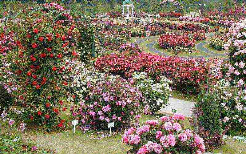 ground cover rosas pinakamahusay na mga pagkakaiba-iba