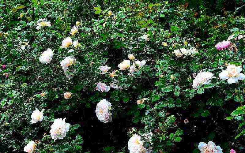 ground cover rosas pinakamahusay na mga pagkakaiba-iba