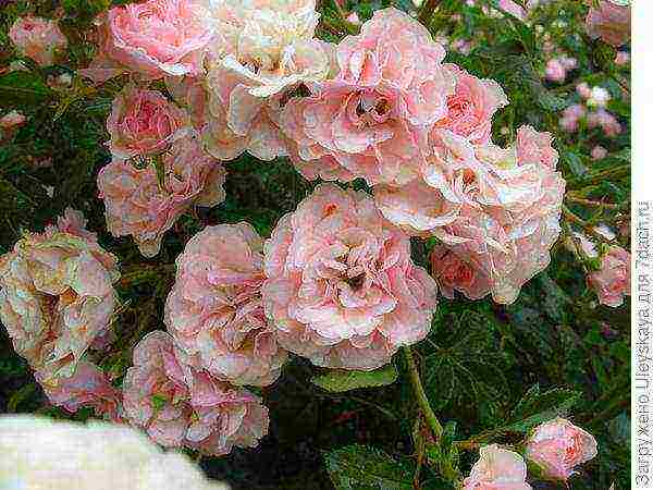 ground cover rose best varieties