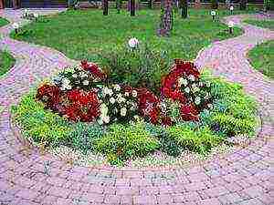 ground cover rosas pinakamahusay na mga pagkakaiba-iba