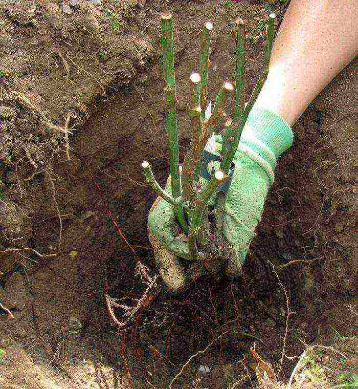 rose garden bush planting and outdoor care