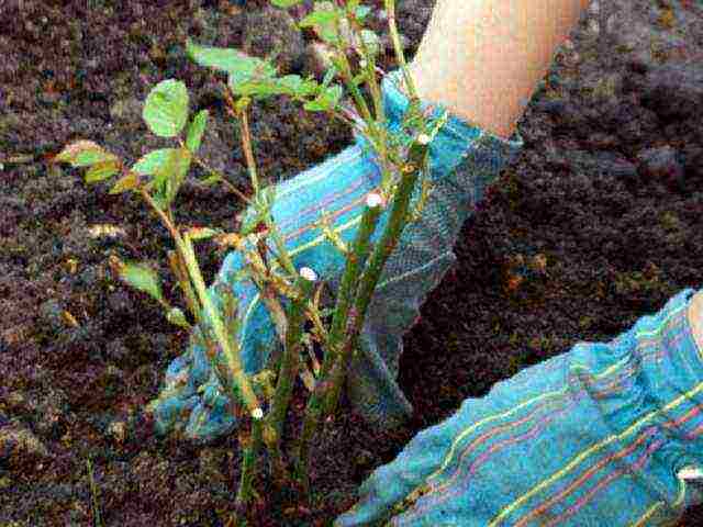 rose garden bush planting and outdoor care