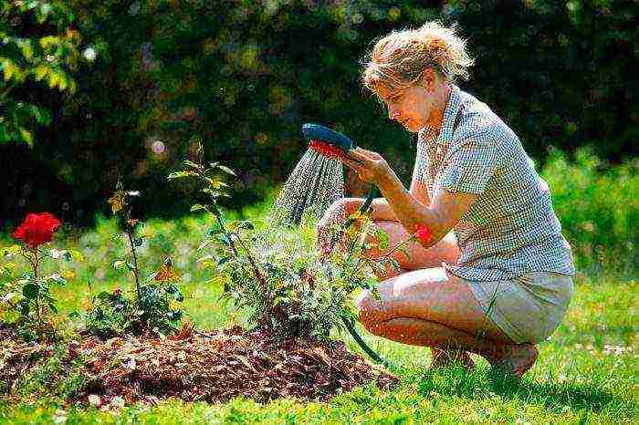 rose garden bush planting and outdoor care