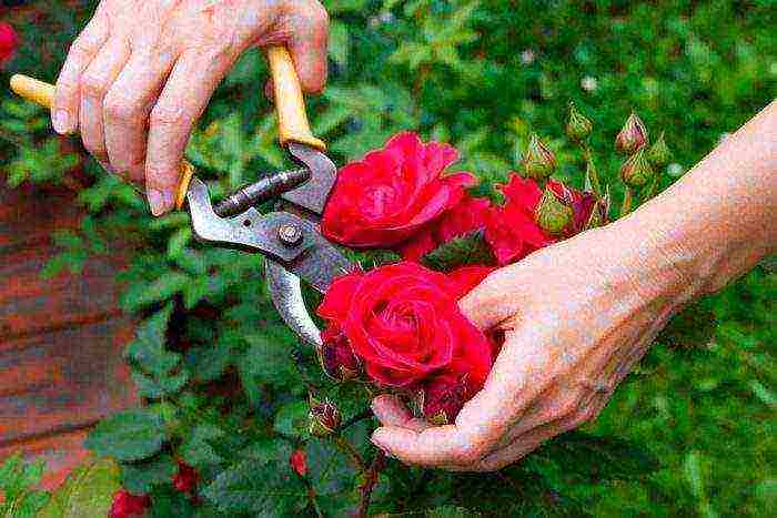 rose garden bush planting and outdoor care