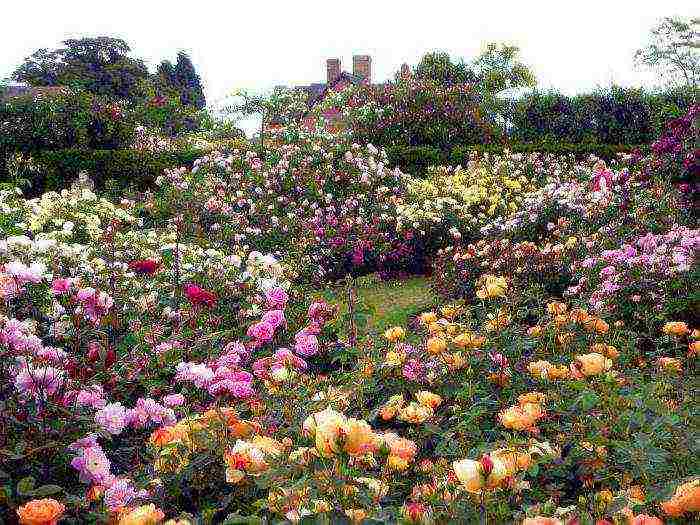 rose garden bush planting and outdoor care