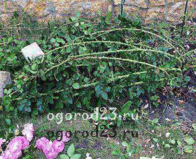 rose curly planting and care in the open field elf