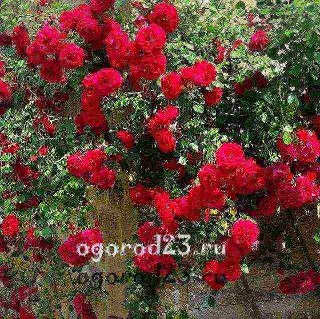 rose curly planting and care in the open field elf