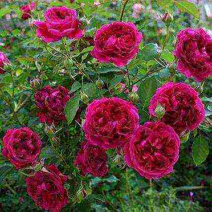 English roses best varieties