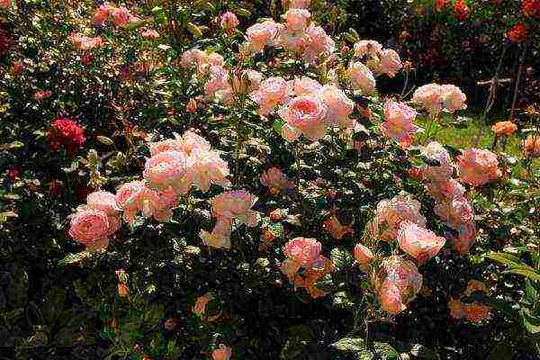 English roses best varieties