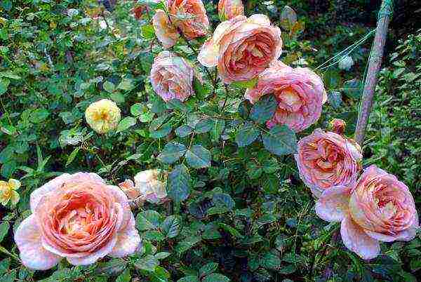 English roses best varieties