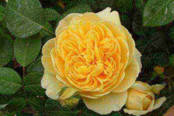 English roses best varieties