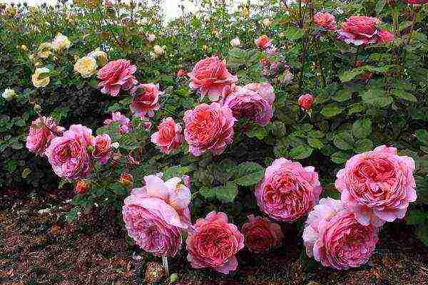 English roses best varieties