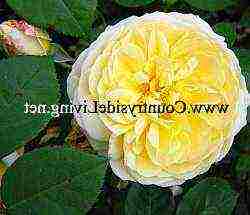 English roses best varieties