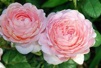 English roses best varieties