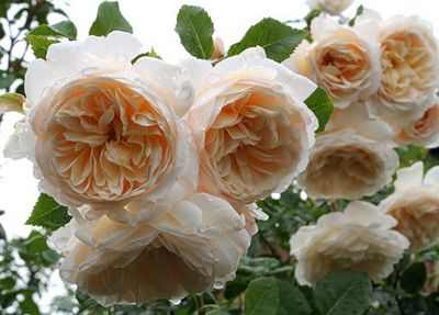 English roses best varieties