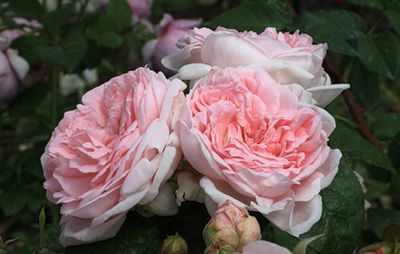 English roses best varieties