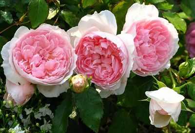English roses best varieties