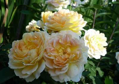 English roses best varieties