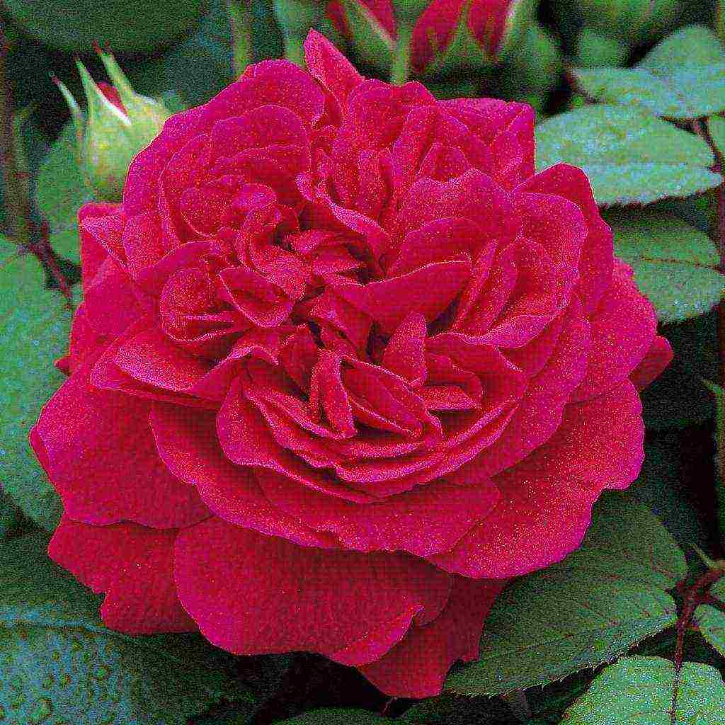 English roses best varieties