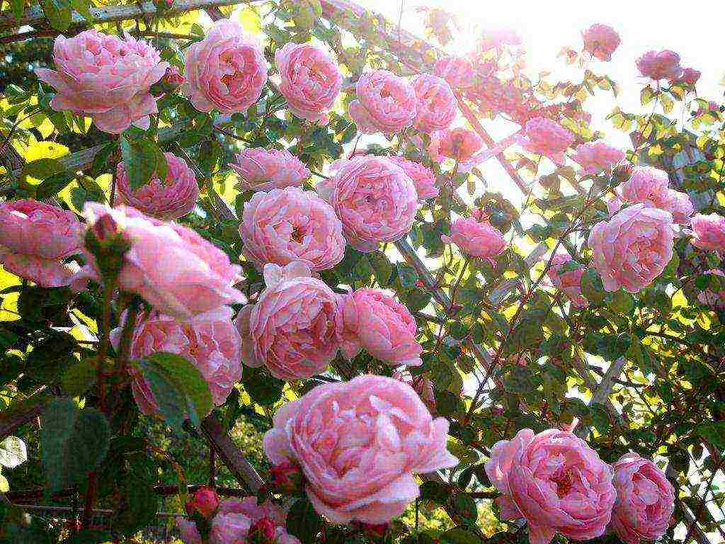 English roses best varieties