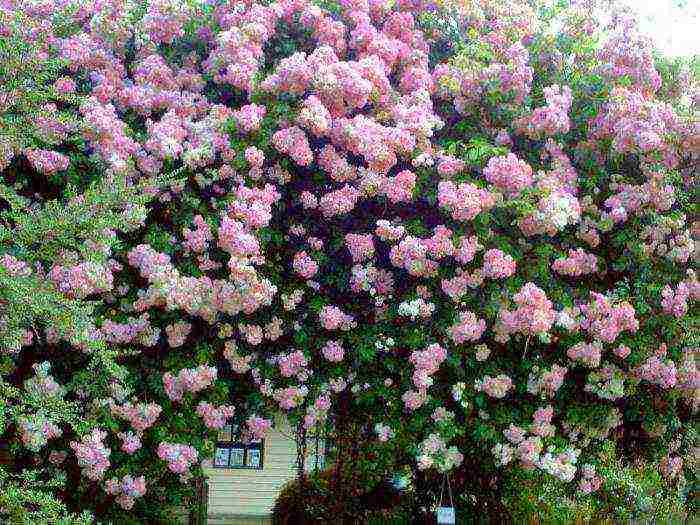 Masada roses are the best varieties