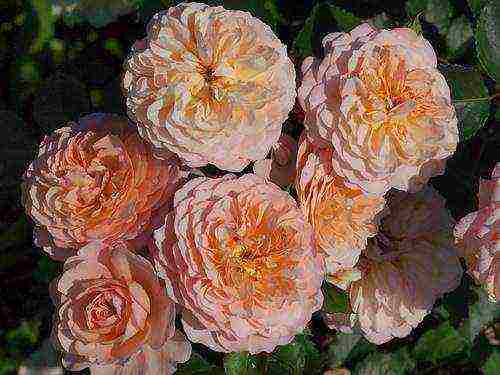 Masada roses are the best varieties