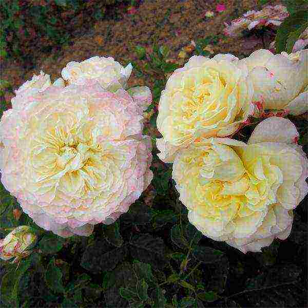 Masada roses are the best varieties