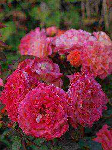 Masada roses are the best varieties