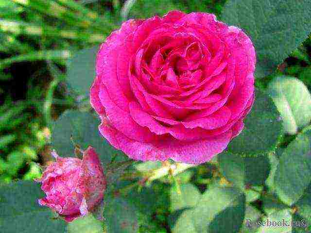 Masada roses are the best varieties