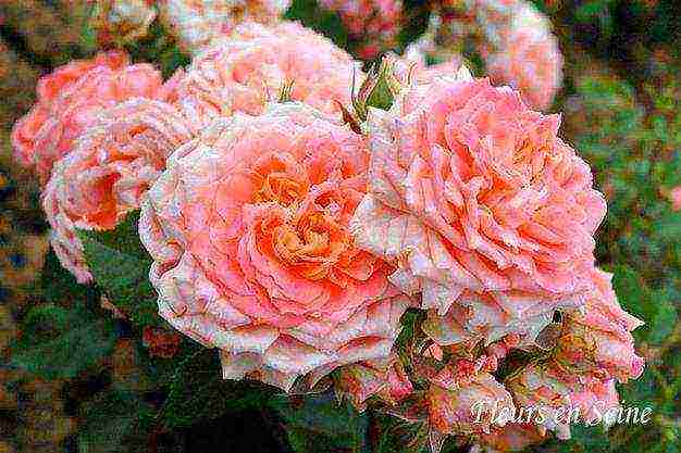 Masada roses are the best varieties