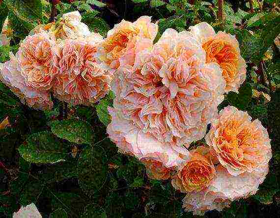 Masada roses are the best varieties