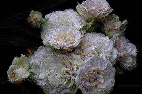 Masada roses are the best varieties