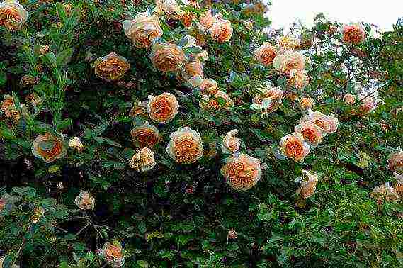 Masada roses are the best varieties